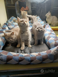 Gattini british shortair, longhair e scottish fold