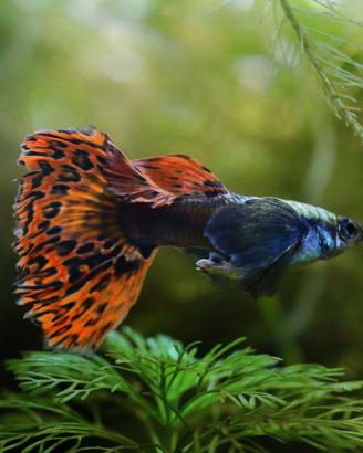 Guppy Dumbo Platinum Red Mosaic