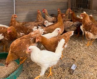 Galline