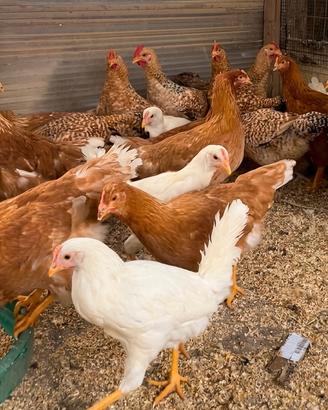Galline