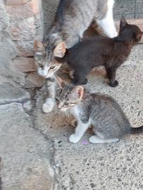 Gattini