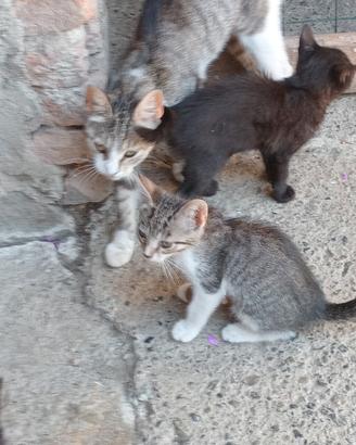 Gattini