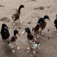 Anatre corritrice indiane