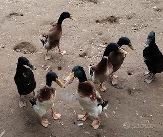 Anatre corritrice indiane