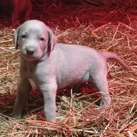 Waimaraner weimaraner