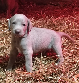 Waimaraner weimaraner