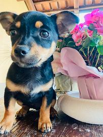 Cane cucciolo