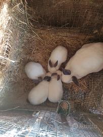 Conigli californiani