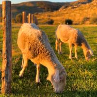 Pecore e Montone Lacaune