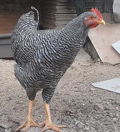 Galli amrok