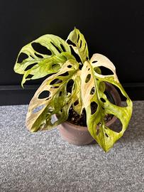 Monstera Adansonii Variegata 