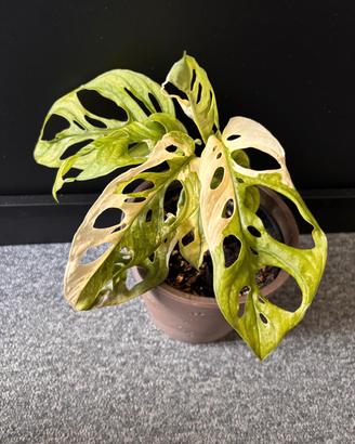 Monstera Adansonii Variegata 