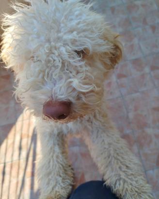 Lagotto romagnolo
