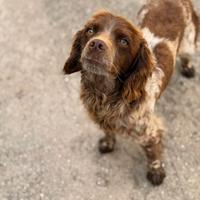 Amanti dei Breton Sam vi aspetta