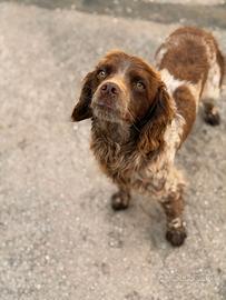 Amanti dei Breton Sam vi aspetta