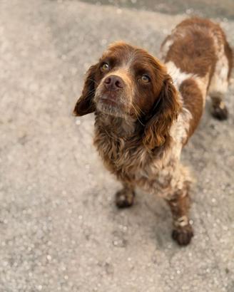 Amanti dei Breton Sam vi aspetta