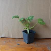 piantini di zucchine 