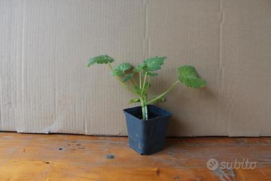 piantini di zucchine 