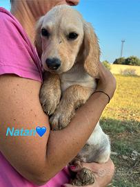 Cucciolo meticcio maschio 3 mesi