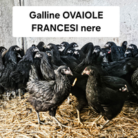 Galline ovaiole francesi nere