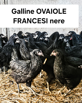 Galline ovaiole francesi nere