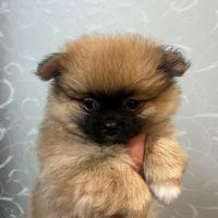 Cucciolo spitz pomerania
