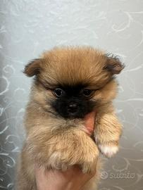Cucciolo spitz pomerania