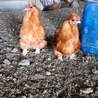 Galline moroseta nana