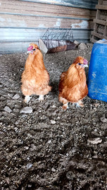 Galline moroseta nana