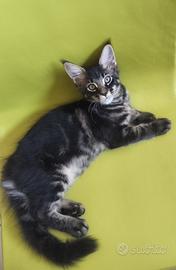 Maine Coon