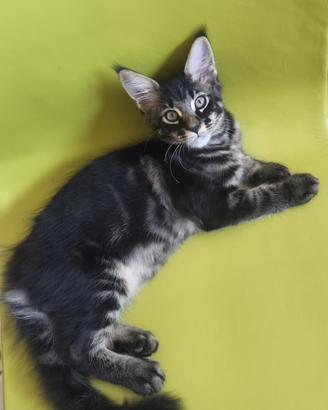 Maine Coon
