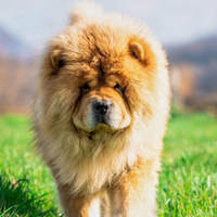 Chow chow maschio per monta