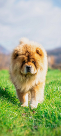 Chow chow maschio per monta