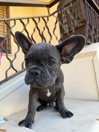 Cucciolo di bulldog francese