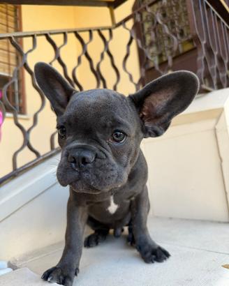 Cucciolo di bulldog francese