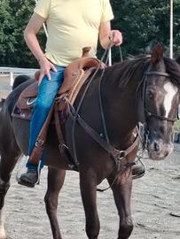 Cavalla Appaloosa