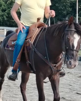 Cavalla Appaloosa