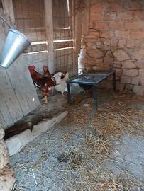 Gallo
