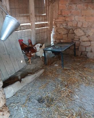 Gallo