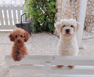 Maltipoo e Barboncini.emmine e maschi spettacolari