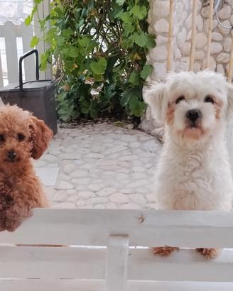 Maltipoo e Barboncini.emmine e maschi spettacolari