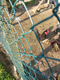 Gallo padovano e gallo moroseta