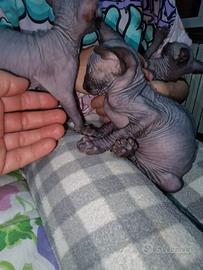 Sphynx cuccioli