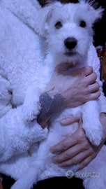 Maltesi maschio ultimo 4 messi