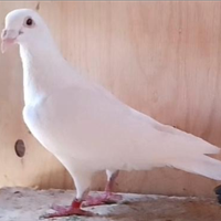 Colombe viaggiatori per matrimonio