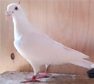 Colombe viaggiatori per matrimonio