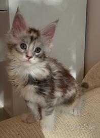 Maine Coon