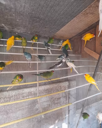 disponibili
