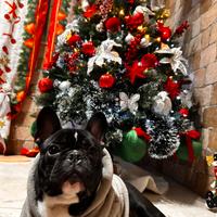 Bulldog francese