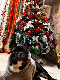 Bulldog francese